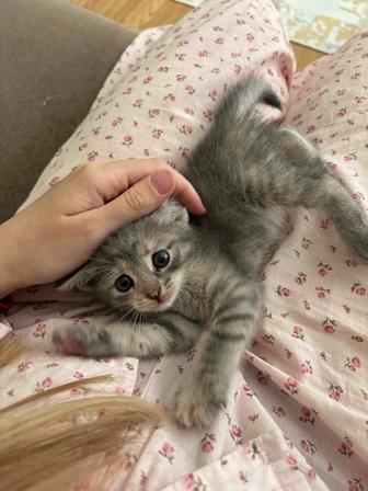 Котёнок ищет дом