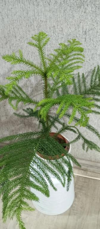 Продам араукарию