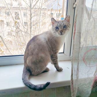 Кот Мирас кастрат
