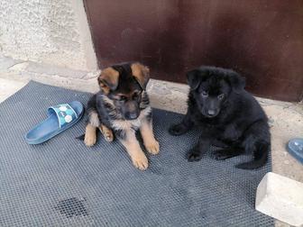 Продам щенят овчарки