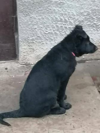 Продам щенят овчарки