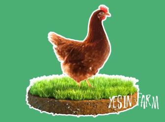 Инкубационные яйца несушка ломан браун качественное яйцо