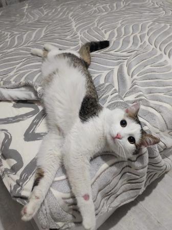 Кот в добрые руки