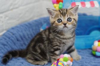 Породистые котики мраморных окрасов