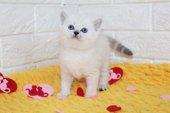 Породистые котики мраморных окрасов