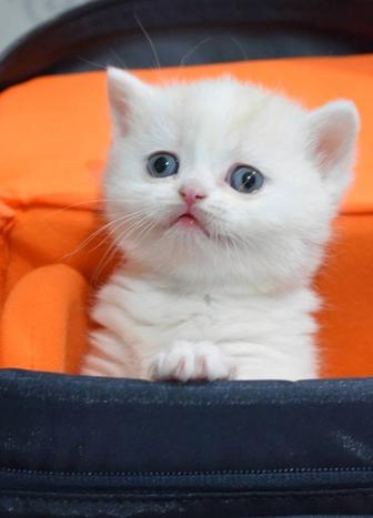 Шотландские котята фолд и страйт