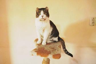 Кот котик в добрые руки