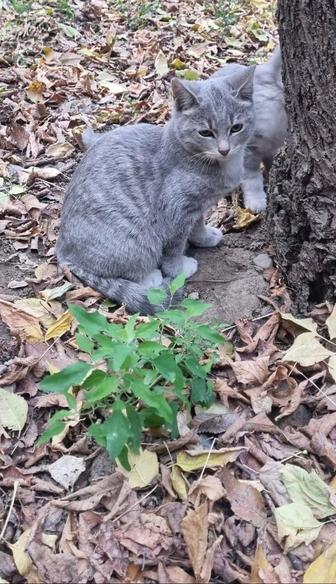 Отдаю котят