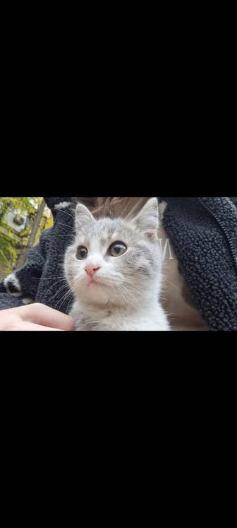 Отдаю котят