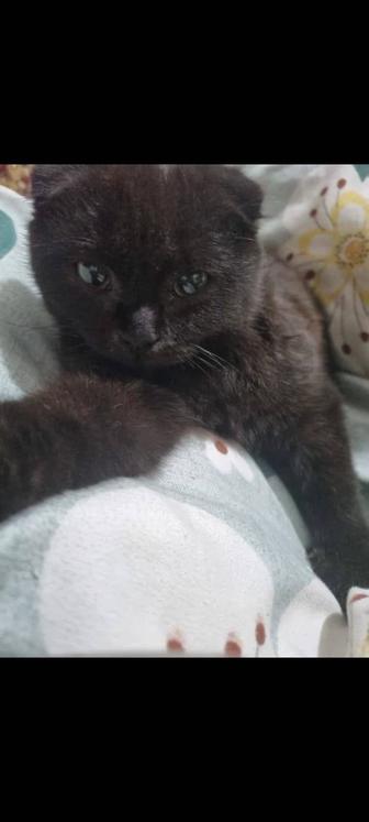 Отдаю котят