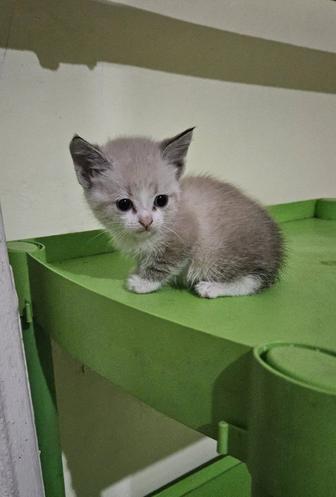 Кошки