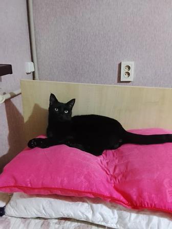 Домашний кот бесплатно