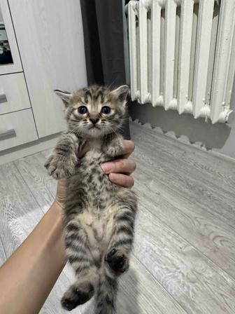 Отдам даром котят