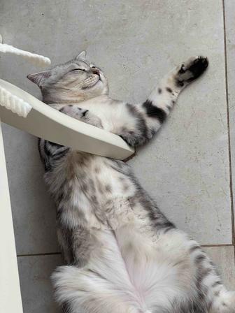 Продаю кота