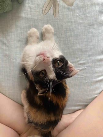 Котенок в добрые руки