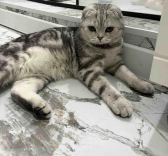 Продается котенок