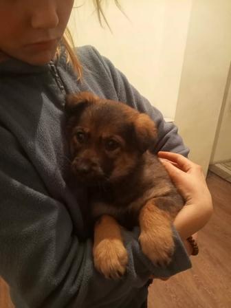 Отдам щенка 2-х месяцев, девочка.