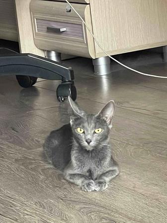 Котята в добрые руки , мама русская голубая