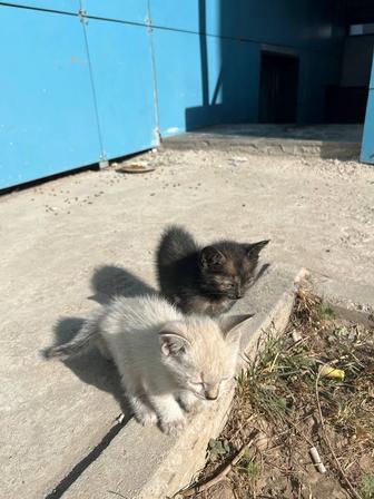 Котята ищут дом