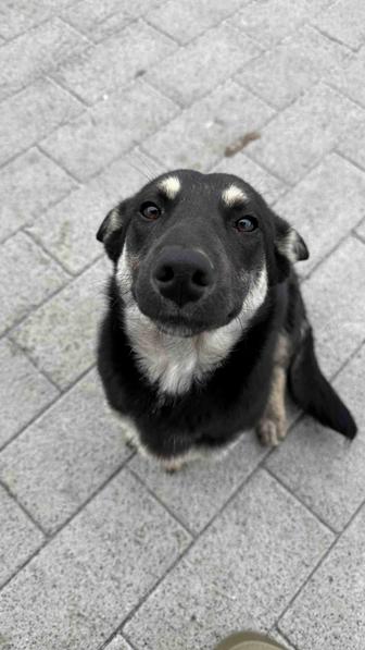 Потеряшка собака, ищет дом
