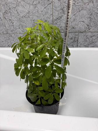 Комнатный цветок