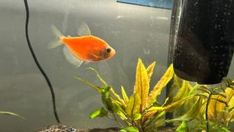 Продам аквариумных рыбок