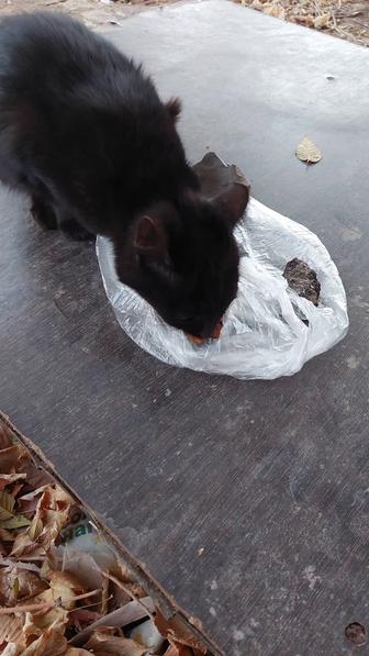 Котенок на чехова 5 напротив Гидроцеха.