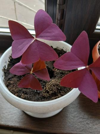 Продам бабочку ( кислицу)