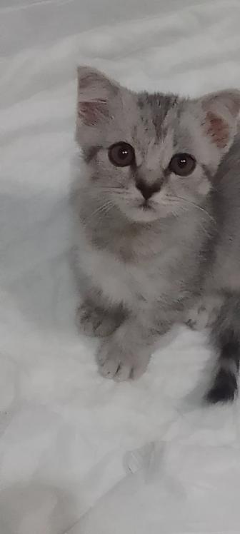 Британские чистокровные котята