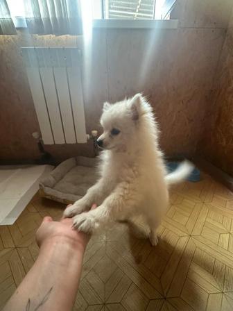 Продаются щенок немецкого шпица дата рождения 12.06.2025