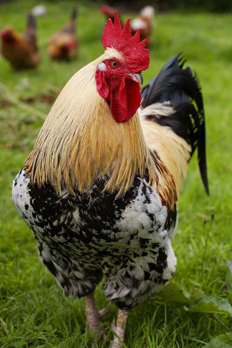 Продам петухов