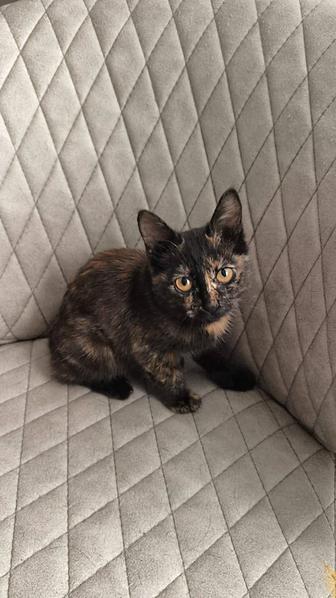 Отдаем котенка, в хорошие руки!