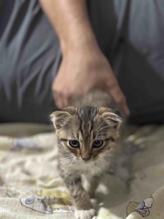 Вислоухий котенок (мальчик)
