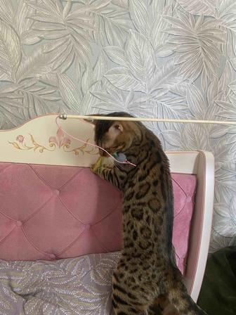 Отдам в добрые руки кошку