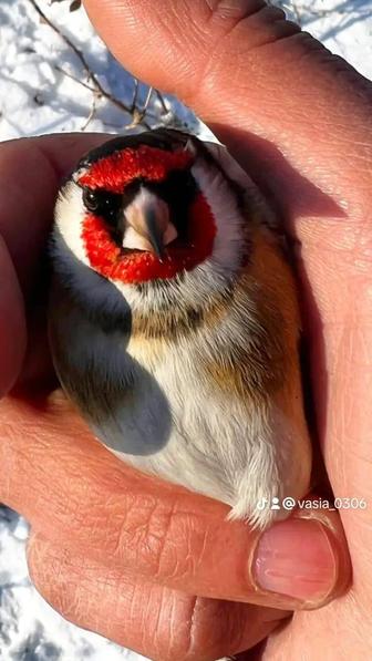 Птица Щеглы и Канарейки