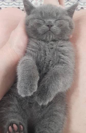 Котята британские