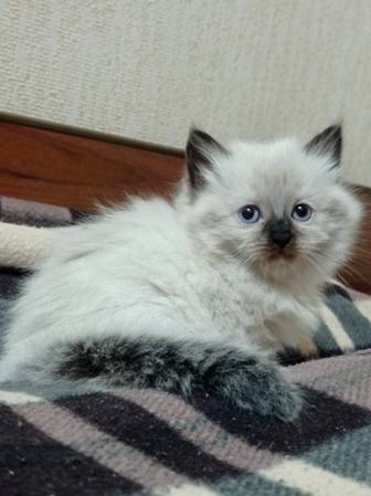 Отдаю котенка в добрые руки
