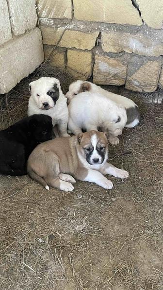 Алабай күшіктер сатылады