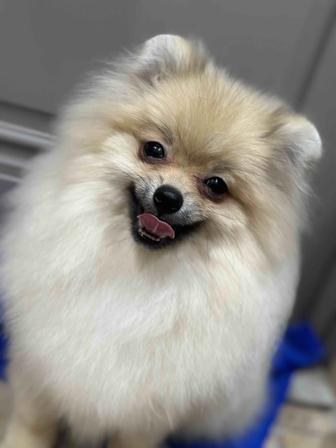 Продается девочка собака шпиц