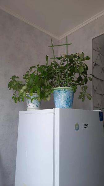 Продам комнатные растения.