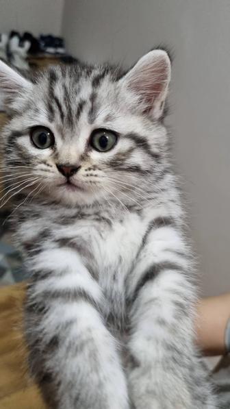 Продам шотландских котят