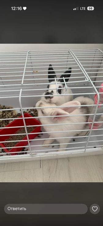 Продам кроликов