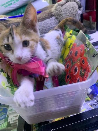 Отдам котенка