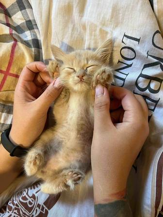 !!Отдам кошечку в хорошие руки!!