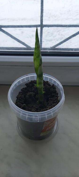 Щучий хвост.