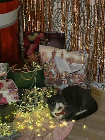 Котик ищет добрую семью