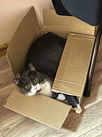 Котик ищет добрую семью