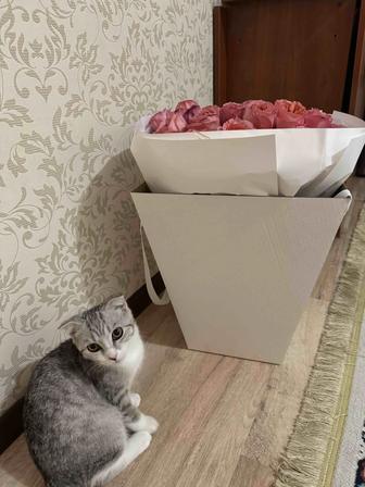Отдам котенка