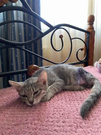 Ищет дом котенок