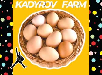 Куриные яйца оптом с ежедневной свежестью и упаковкой